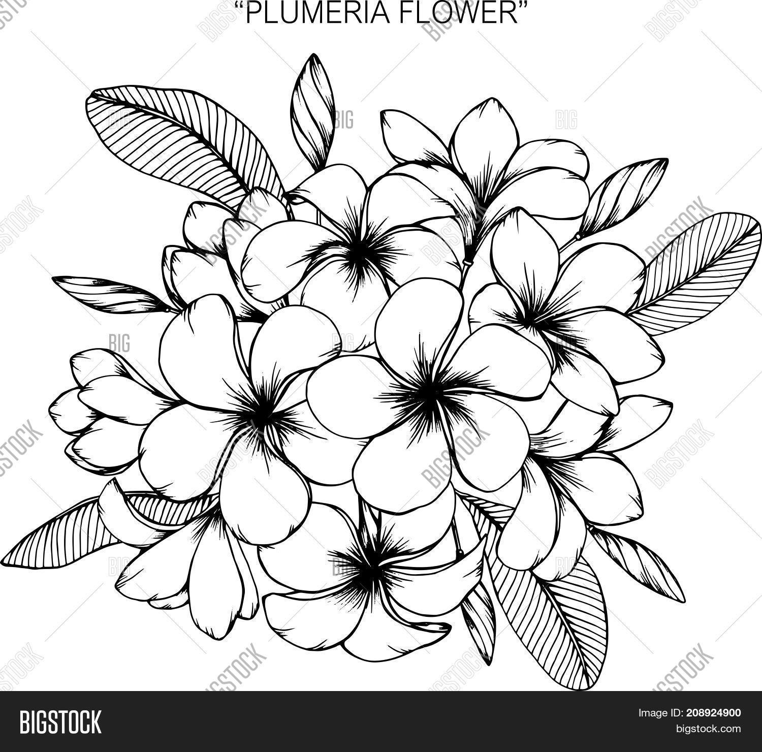 Plumeria Flower Vector & Photo (Free Trial) Bigstock
