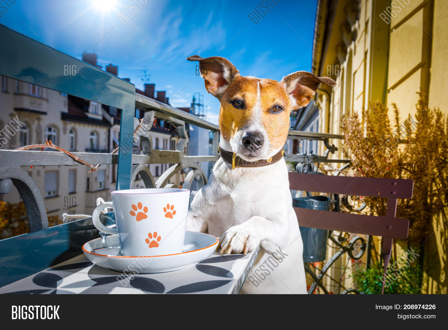 Dog Having Coffee Image & Photo (Free Trial) Bigstock