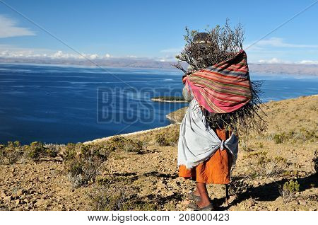 Bolivia - Titicaca lake the largest highaltitude lake in the world. Ethnic woman returning to the village with wood being used to make a fire in order to cook the food South America