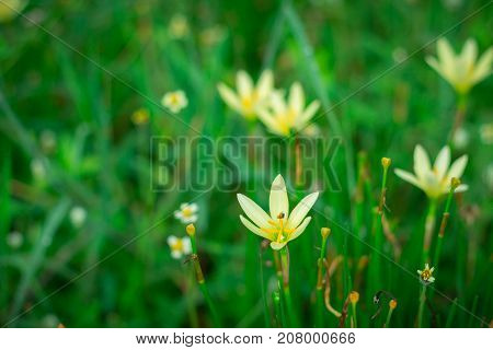 Little yellow flowers in the green garden