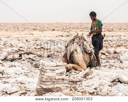 DANAKIL DEPRESSION ETHIOPIA - JUNE 29 2016: Afar man mining salt from salt flats in Afar region Danakil Depression Ethiopia.