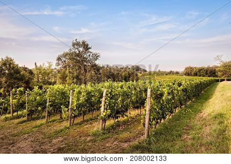 Countryside Landscape With Vineyard.