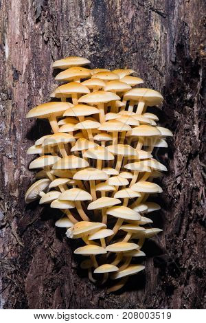 Sulphur Tuft Hypholoma fasciculare cluster growing on old wood macro selective focus shallow DOF.