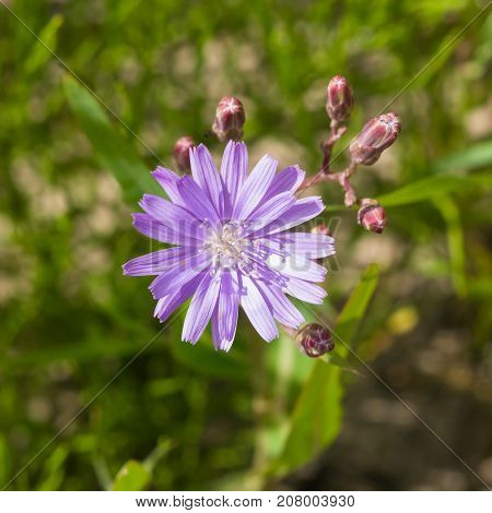 Siberian Lettuce or Lactuca Sibirica flower macro selective focus shallow DOF.