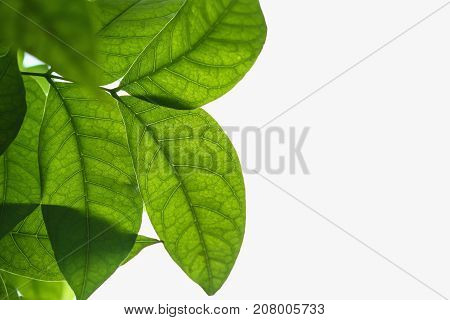 The Green leaves fresh on white background