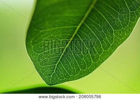The Green leaves fresh on nature background