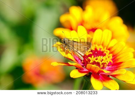 Clouded Skipper - Lerema accius on bright zinnia plant resting in sun
