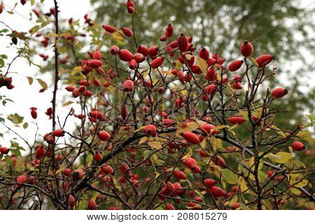 Ripe fruit, wild rose hip shrub in nature. Dog-rose berry on the wilderness area.