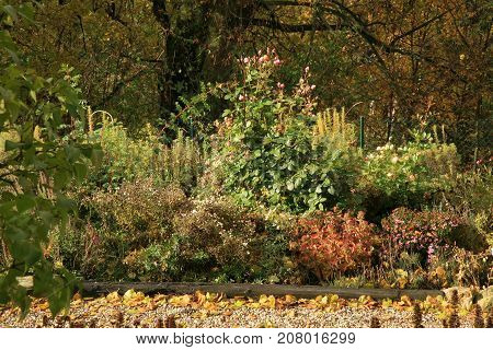 Lining plants on a perennial bed. Colorful autumn in the home garden. Indian summer.