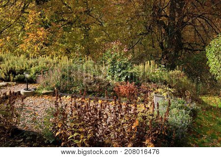 Lining plants on a perennial bed. Colorful autumn in the home garden. Indian summer.