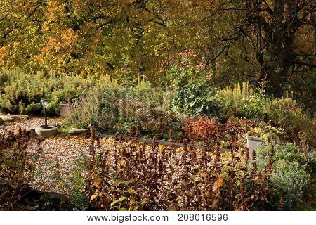 Lining plants on a perennial bed. Colorful autumn in the home garden. Indian summer.