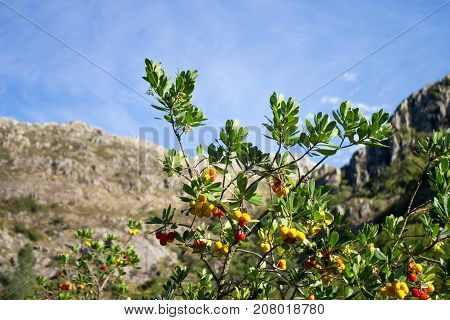 An Arbutus with ripe berries in the National Park of Peneda-Geres Portugal.
