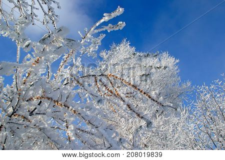 Buckthorn Branches With Hoarfrost