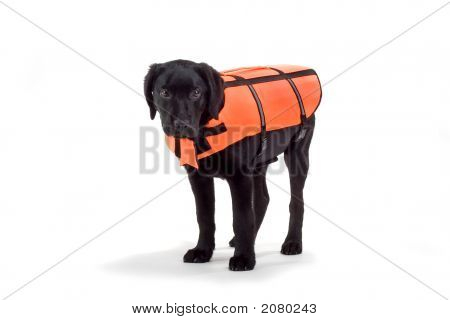 Black Labrador Retriever In An Orange Jacket