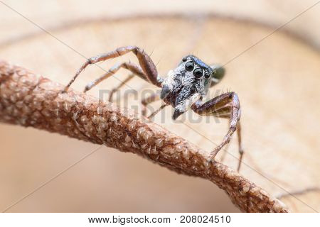 Super macro Cosmophasis umbratica or Jumping spider on dried leaf