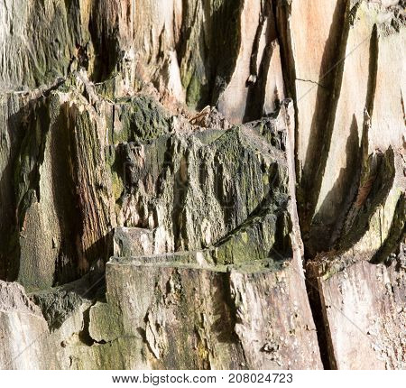 background from the bark of an old tree
