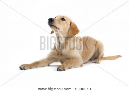 Cucciolo Labrador Retriever