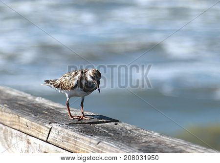 Wilson's Plover walking on the pier near Corpus Christi, Texas
