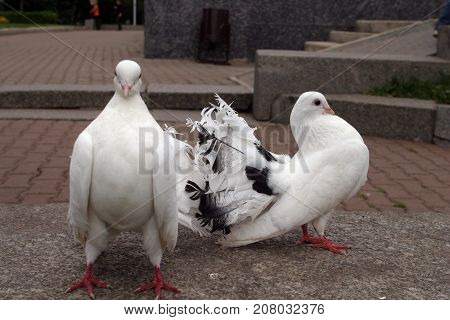 White Doves