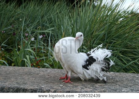 White Doves