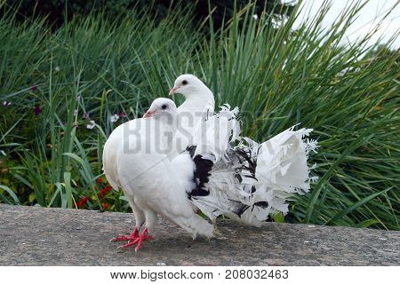 White Doves