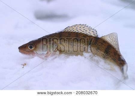 Pike