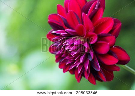 Red dark flower closeup with green background.