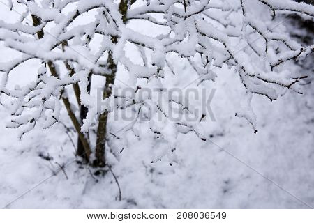 Close Up Detail shot of a  twig covered with ice and snow on a cold winter day.