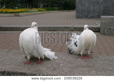 White Doves