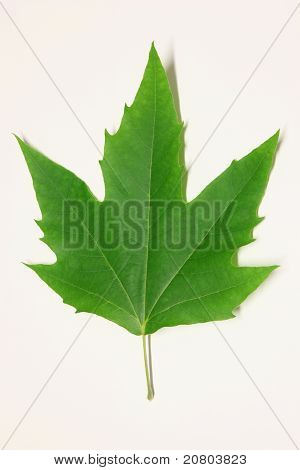 Maple leaf