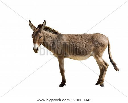 Æsel