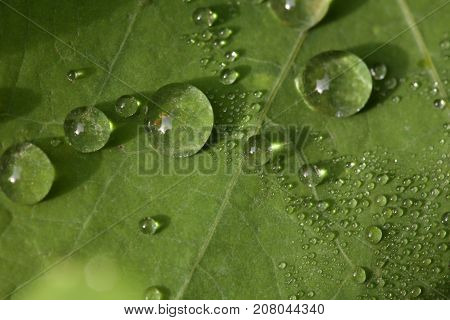 Dew Drops On A Leaf