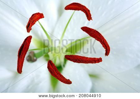 Madonna Lily