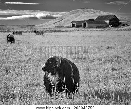 Icelandic Sheep In Infrared