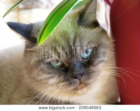 A cat close-up under a flower. skottish-strayt
