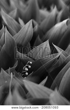 Lilies green of the valley in summer