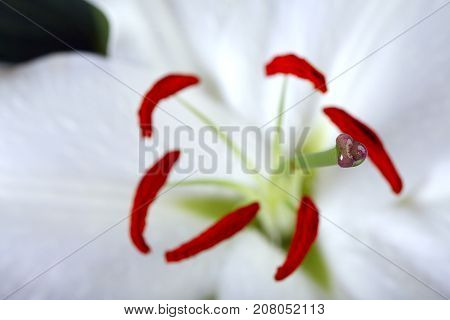 Madonna Lily