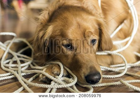 Golden Retrieve tangled up in a rope she was playing with.