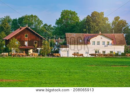 Cows Go To Pasture