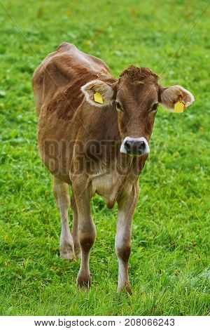 Cow In The Pasture