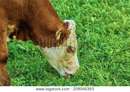 Cow In Pasture