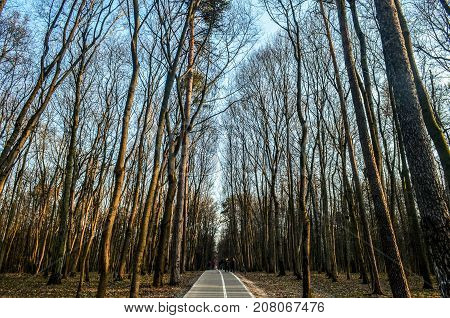Tall forest near the road in spring