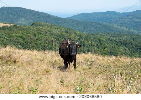 Livestock farming in the mountains. Ecological breeding of animals.