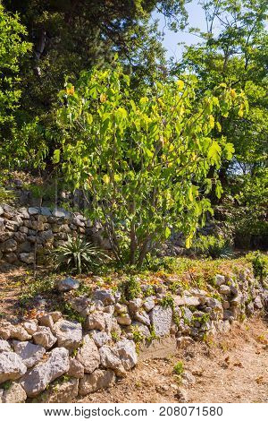 The Nikitsky Botanical Garden In Yalta