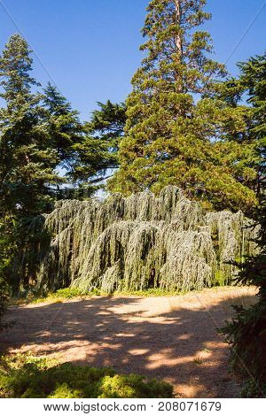 The Nikitsky Botanical Garden In Yalta