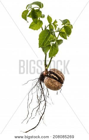 Sprout Of A Young Walnut, Isolated On White Background