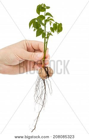 Female Hand Holds  Seedling Of A Walnut, Isolated On White Background