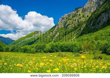 Picturesque Flowers In The Meadow In The High Mountains.