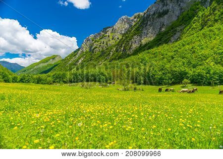 Picturesque Flowers In The Meadow In The High Mountains.