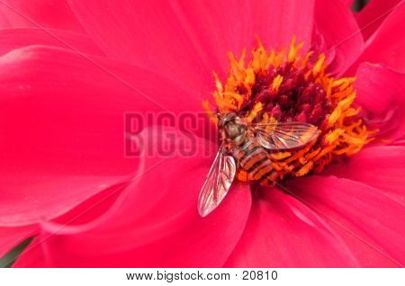 Insect On Flower